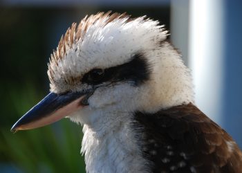 Manager & Sale Director